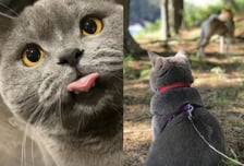 "목줄에 걸린 12세, 고양이 던져 죽여" 항의한 주인, 부모에 구타 당했다[뉴스속오늘]