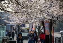 주말 벚꽃놀이 가려고 했는데 벌써 끝?…전국 곳곳 비·돌풍·번개