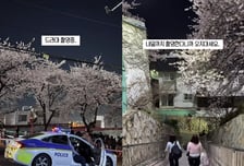"벚꽃 보려고 1년 기다렸는데 뭐꼬" 부산 시민들 분노케한 촬영