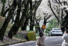 [오늘 날씨] 봄기운 가득한 식목일…밤부터 비 "벚꽃 서둘러야"