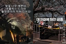 "촬영팀이 벚꽃길 막아" 논란에…'뷰인비' 측 사과 "사전 협의 있었다"