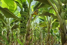 "신안에 열대 밀림이?"...'국산' 바나나 키워내는 스마트팜  [히든카드M]