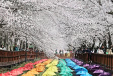 창원특례시 진해군항제 세대별 취향 맞춤 축제로 인기몰이