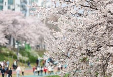 [내일 날씨] 꽃샘추위 찾아와 '최저 영하 1도'…미세먼지 '나쁨'