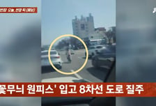 "운전하다 깜짝"...'8차선 도로' 질주 자전거, 고속도로 '킥라니' 황당