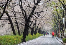 일본 벚꽃 명소서 여성 팔뚝 물어뜯은 80대…연행 중 돌연 사망