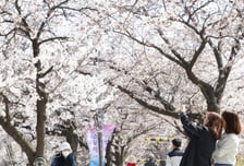 도심 물들이는 벚꽃 물결의 향연…안양시 충훈벚꽃축제 개막