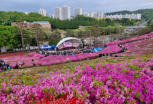 "봄꽃 낭만은 이제 시작"…군포철쭉축제 개최
