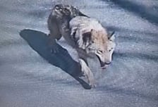 "대전 오월드 탈출 늑대, 아직 안 잡혀"...시내로 나갔나