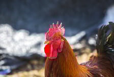 달리던 트럭서 닭 100마리 '와르르'...차량 통행 막고 1시간 추격전