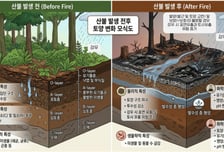 대형산불 후 산사태 위험 높다…90% 정확도 재해 예측 모델 개발