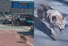 '골든타임 48시간' 논란 속 늑대 수색 이틀째…"안전 포획 최우선"