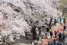 "벚꽃 보려면 일본? 옛말" 외국인 서울로 우르르…항공 예약 83% '쑥'