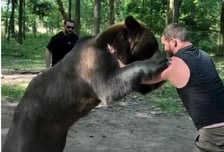 야생곰과 레슬링 훈련한 러시아 괴물, 127kg 챔피언도 깃털처럼 들었다... 헤비급 복서 퓨리, 복귀전 앞두고 대망신