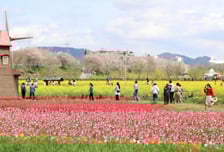 [내일 날씨] 다시 완연한 봄…서울 낮 23도, 큰 일교차 주의