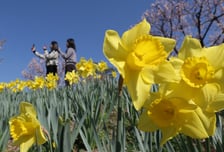 [오늘 날씨] 기온 더 올라 '포근'…낮 최고 24도, 완연한 봄날씨