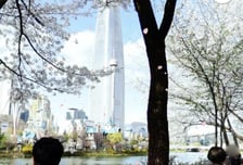 "지도 켰더니 벚꽃이 흩날리네"…네이버, '거리뷰'에 마법 뿌렸다