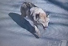 탈출 늑대 '늑구' 찾았다...오월드 1.5㎞ 떨어진 야산서 포획 준비