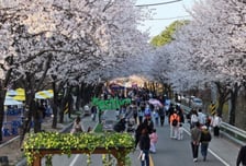 "하늘이 도왔다" 여주시 흥천남한강 벚꽃축제, 상춘객 43만명 '역대급'
