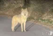 마취총 피하고 4m 옹벽 뛰어 넘어...쌩쌩한 늑구 찾아 '드론' 띄우나