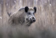 "아파트에 멧돼지 2마리" 세종 출근길 신고 쏟아져...아직 못 잡아