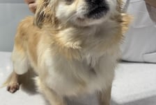 서울시, 5만 마리분 반려동물 광견병 예방접종 지원