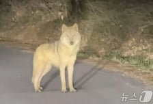 "마취총 빗나가" 놓친 '늑구', 다시 꽁꽁 숨었다...드론 띄워 수색 계속