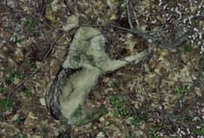 풀숲서 단잠 자던 '늑구', 드론 소리에 화들짝…"짠해, 얼른 잡히길"