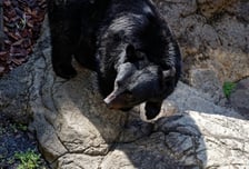 "일본은 곰 때문에 골머리" 5년 만에 4배 급증...'긴급 사격 훈련'