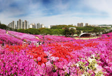 "꽃 구경도 안전이 먼저죠"…군포철쭉축제 D-2, 막바지 점검 총력