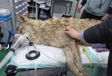 탈출 늑대 '늑구' 열흘 만에 집으로…현재 상태는?