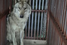 돌아온 늑구, 내시경 검사받다 '깜짝'...뱃속에 2.6㎝ 낚싯바늘