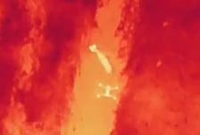 마취총 맞은 늑구, 휘청이다 '털썩'…열화상 캠에 담긴 포획 장면 [영상]