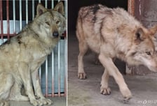 "늑구, 보러 갈래" 오월드 재개장 관심 집중...성심당 이어 대전 명소 될까