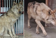 늑구 복귀 효과?…집 돌아오자 한화 이글스는 6연패 탈출