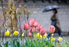 "덥다, 더워" 4월인데 29도 치솟더니…월요일 전국 곳곳 '봄비'