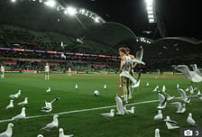경기 중 덮친 수백 마리 '갈매기 떼' 사상 초유의 난장판... 멘붕 온 선수·심판들 "감튀나 던져줘라"