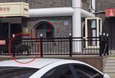 고속도로 휴게소에 멧돼지 난입, 시민 향해 돌진…"먹이 찾아 온듯"