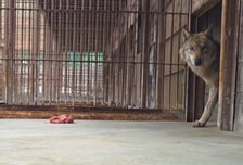 "얼마나 무서웠으면"…늑구, 먹이 두고도 경계하며 두리번두리번