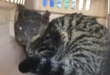 길고양이 얼굴에 '토치'로 화상 입힌 70대…경찰, 영장 신청