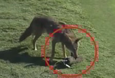 "늑구 생각나네" LPGA 발칵 뒤집은 야생 늑대 '털복숭이 마이크' 먹이로 착각... "냉큼 물고 줄행랑"