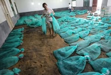 독사 6만마리와 사는 中 여성…"뱀 고기 팔아 연간 2억원 수입"