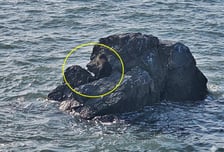 자다 깼더니 '바다 한가운데'…대부도 갯바위서 고립된 60대 구조