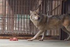 "9남매 막내 아니었다"…늑구 둘러싼 오해부터 회복 근황까지