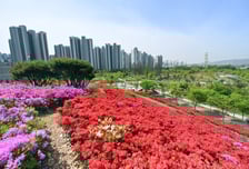 "철쭉 물결 장관"…하남 미사한강공원, 도심 속 봄 명소로 '주목'