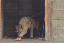 '왜 바닥에 고기 주나' 논란에…오월드 측 "늑대의 자연스러운 섭취 방식"