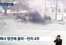 애견카페서 맹견 4마리 떼로 공격…머리·다리 찢긴 여성 "죽는 줄"