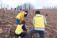 한샘, 산불피해 안동에 산벚나무 1500 그루 식재..."한샘숲 3호 조성"