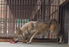 "늑구 이제 못 본다"…오월드, 회복 위해 '미디어 셧다운' 선언