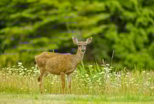늑구 이어 이번엔 사슴 탈출…광명시 "아직 못 찾아, 야간 수색 계속"